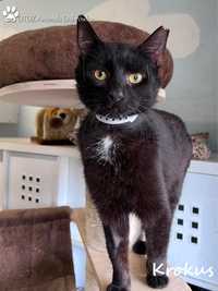 Znaleziono czarnego kota -Krokus gotowy do adopcji!