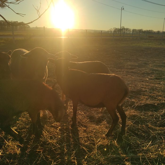 Owca kameruńska zakocona