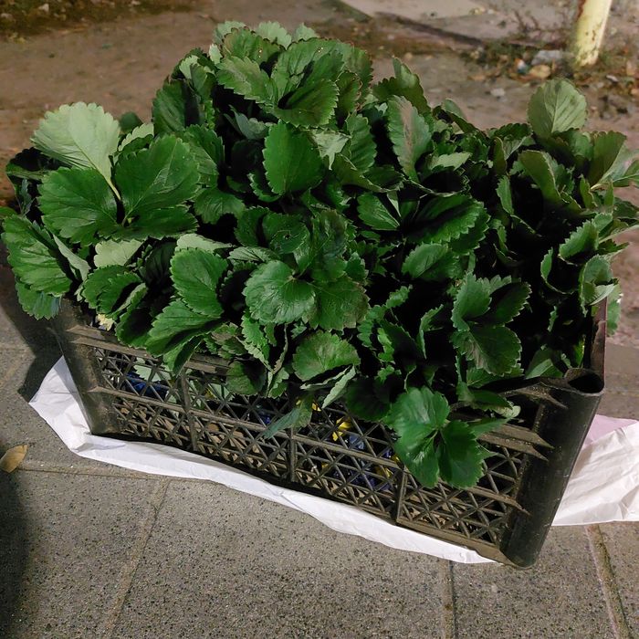 Саджанці полуниці Клері по 7 грн розсада клубника саженцы