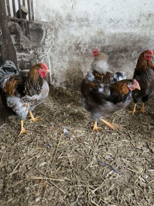 Sprzedam koguty rasy Wandatt