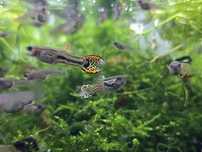 Guppys juvenis Machos e fêmeas
