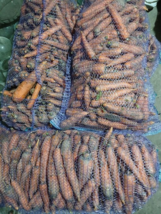 Продам столову моркву.