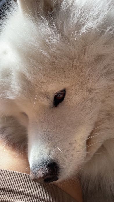 Oddam samoyeda w dobre ręce
