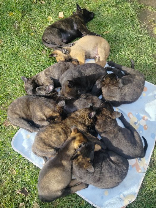 Owczarek holenderski