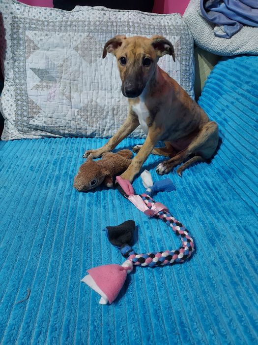 Chart Angielski Whippet suczka