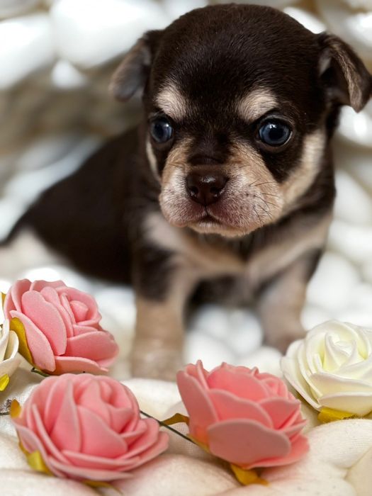 Chihuahua choco tan piesek ** Nugat **