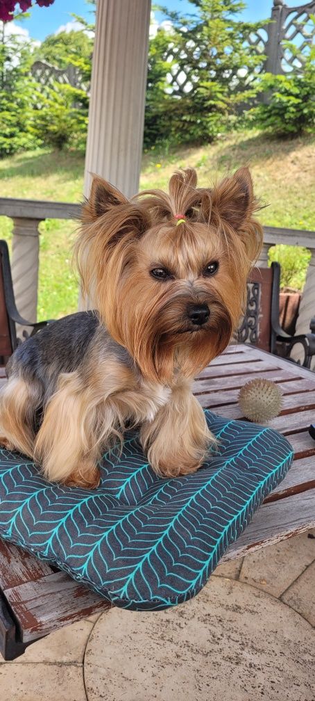 Yorkshire terrier:)