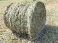 Siano bele bale transport 2025