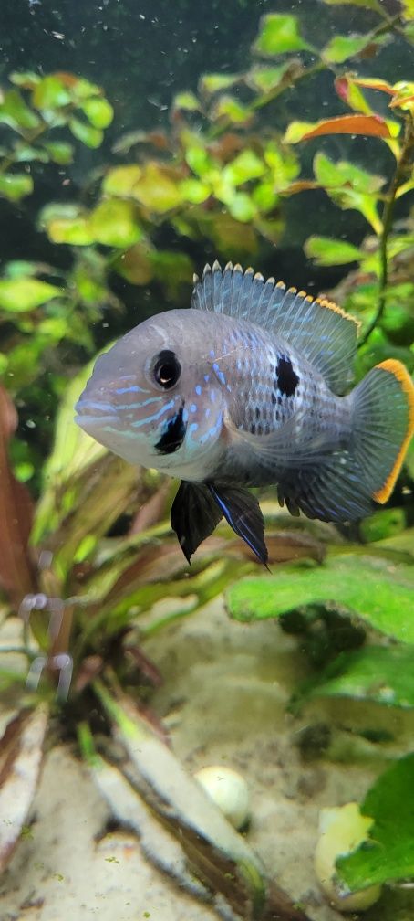 Akara pomarańczowopłetwa samica