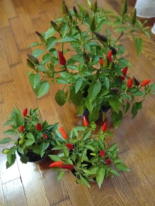 Перець декоративний