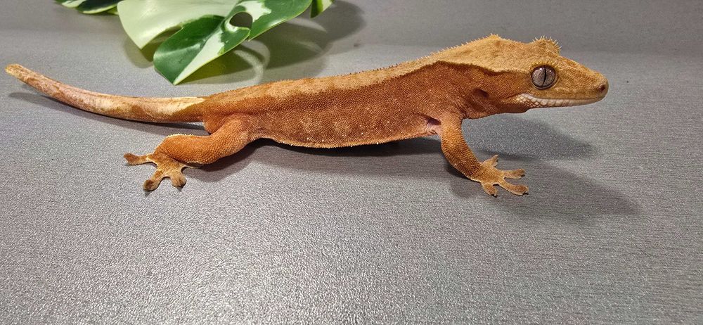 Gekon orzęsiony samiec red bi color