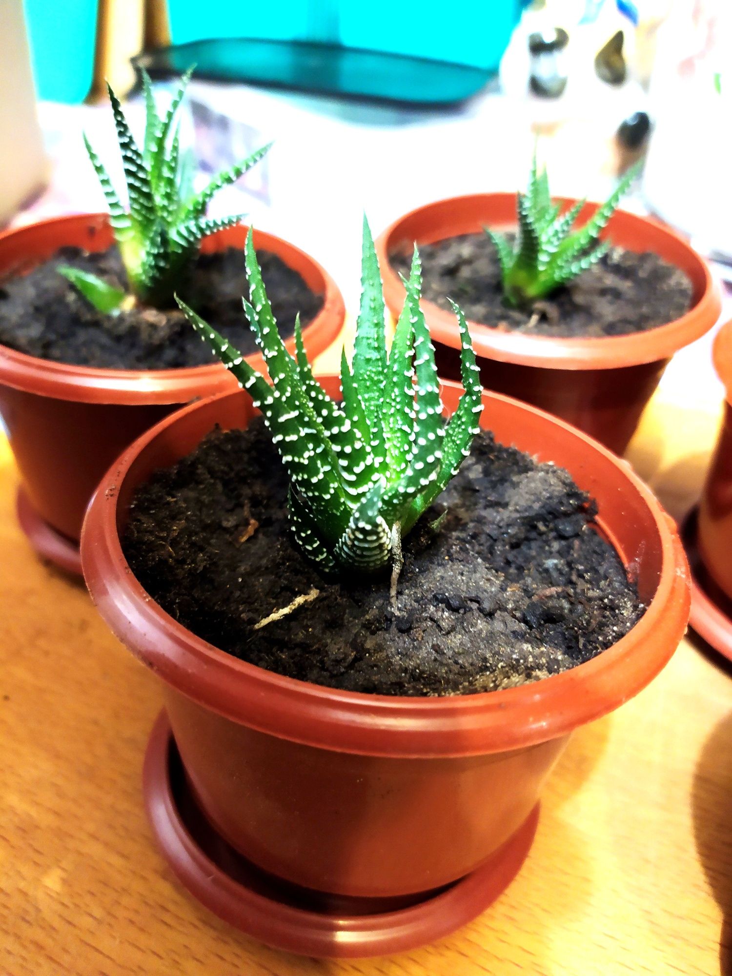 Хавортия полосатая (Haworthia fasciata)