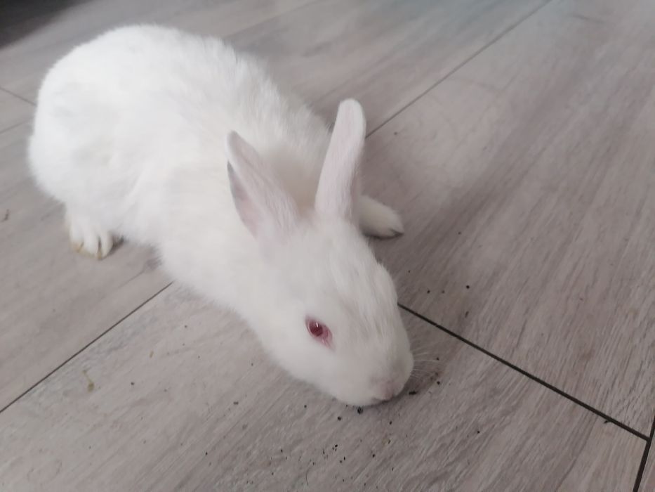Sprzedam króliki miniaturki