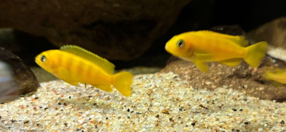 Chindongo saulosi - pyszczaki z Malawi