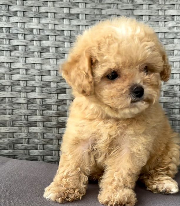 Мальтіпу до Миколайчика