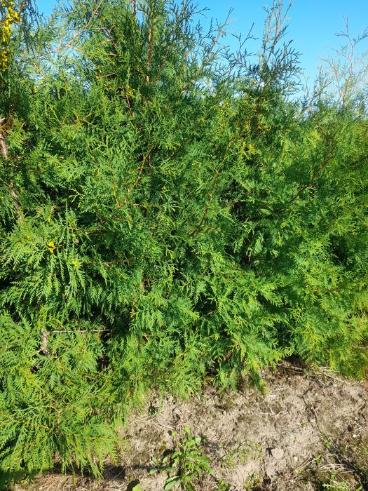 Thuja Brabant   z bryłą korzeniową