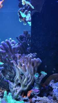 Seriatopora Milka 20cm prosty koralowiec morski SPS