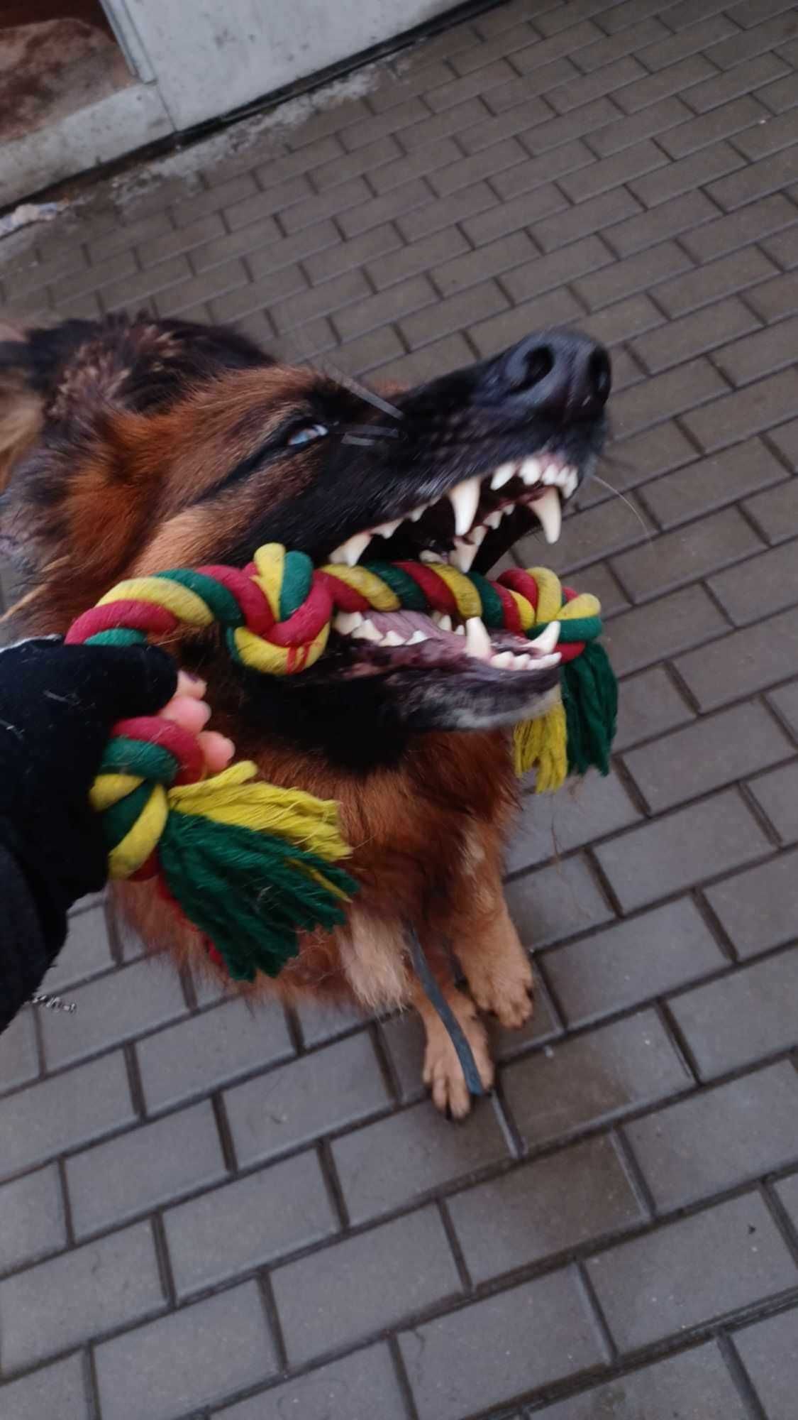 Ares jest dostojnym i mądrym 5 letnim psem
