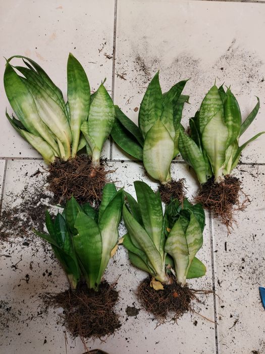 sansevieria sansewieria krótka 10 cm