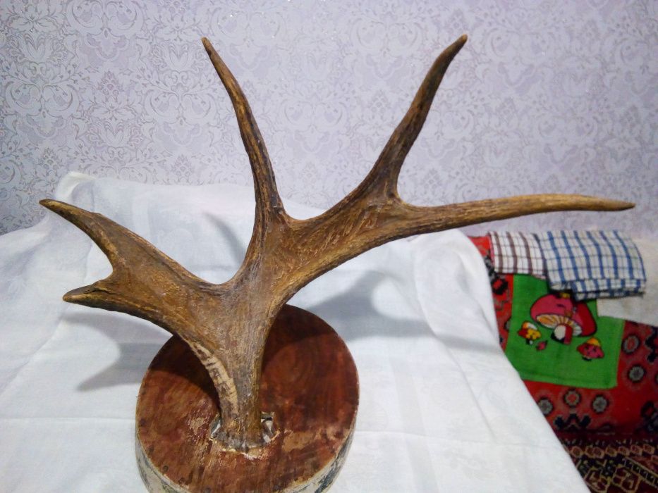 Рога лося и рога оленя .