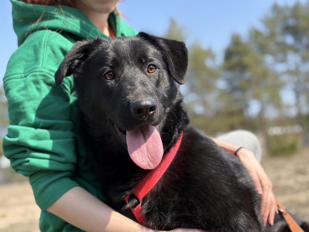 Loca w typie labradora szuka domu!