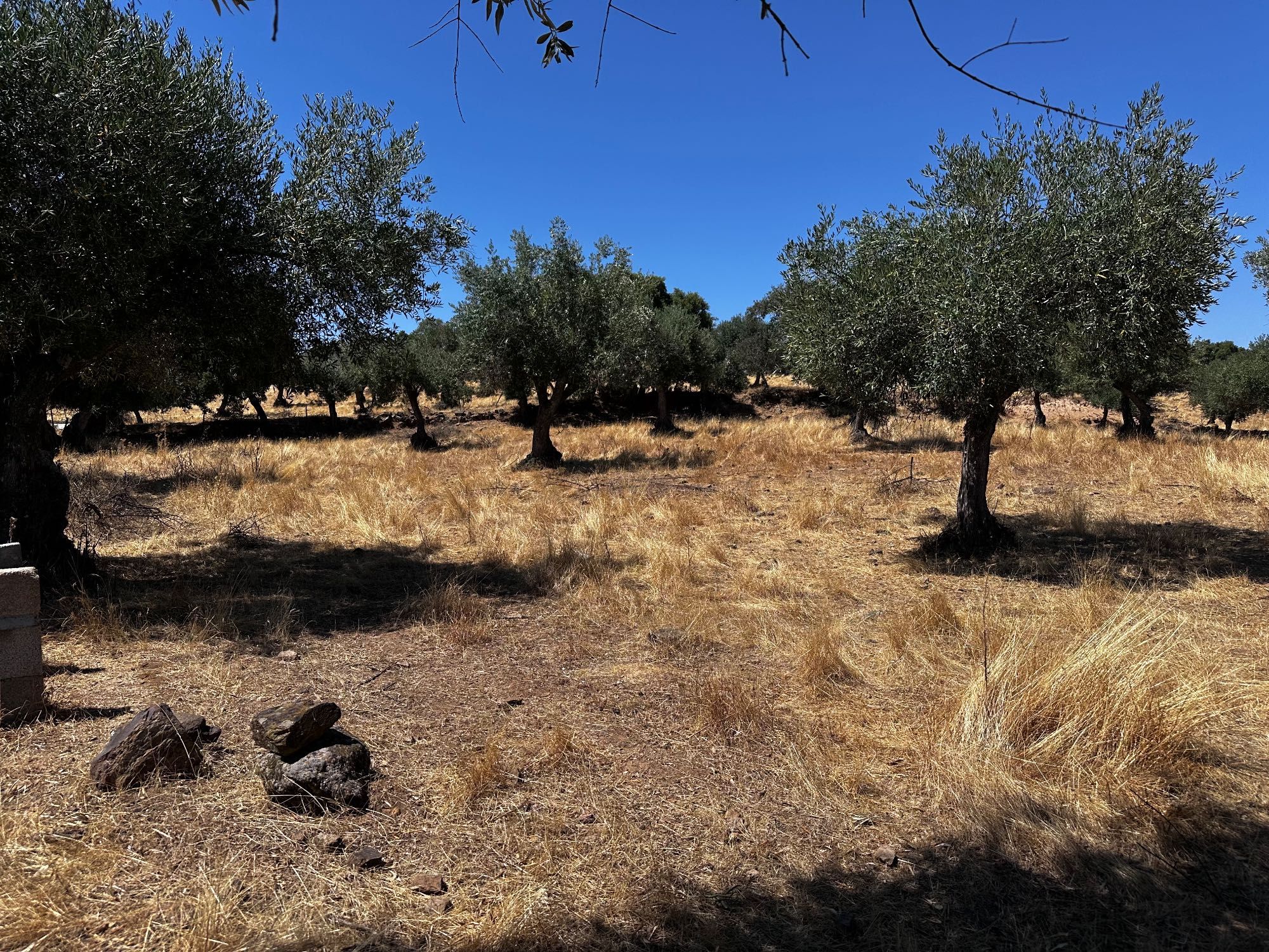 Terreno Rustico com Oliveiras - Zebreira