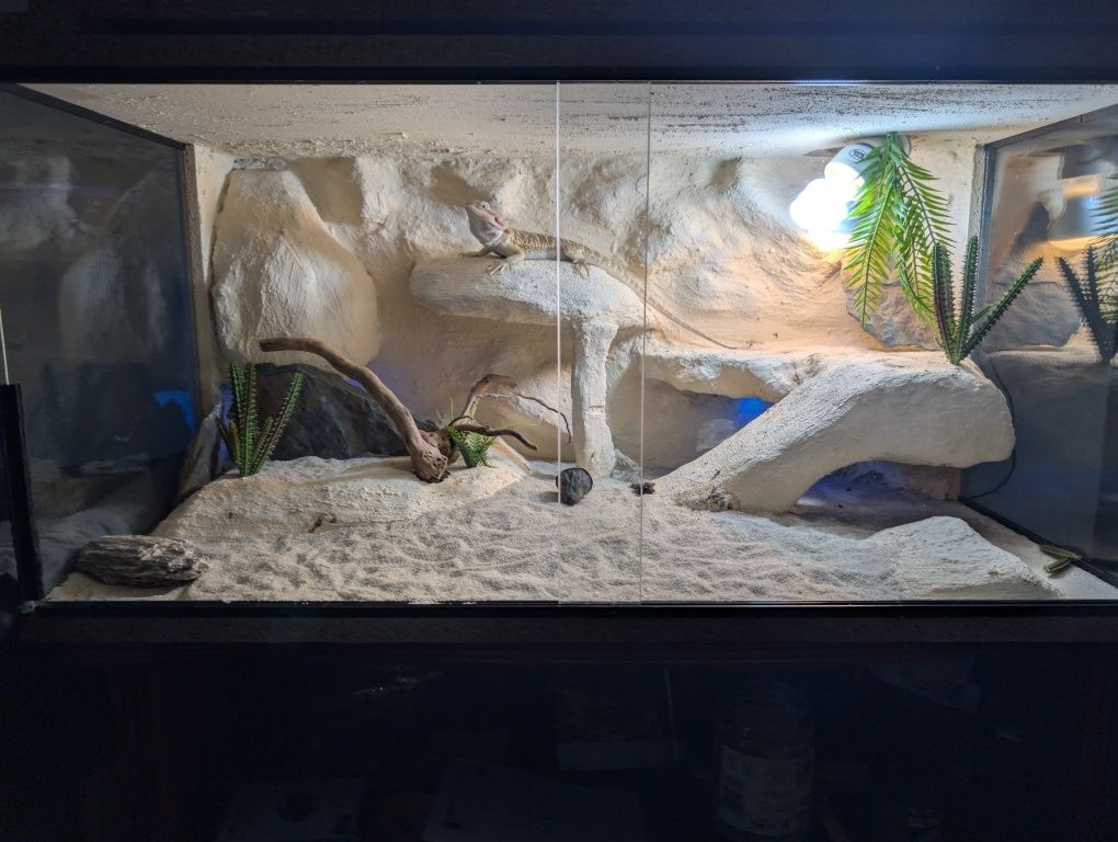 Terrarium 80cm x 40cm, pustynne, agama 5 miesięcy.
