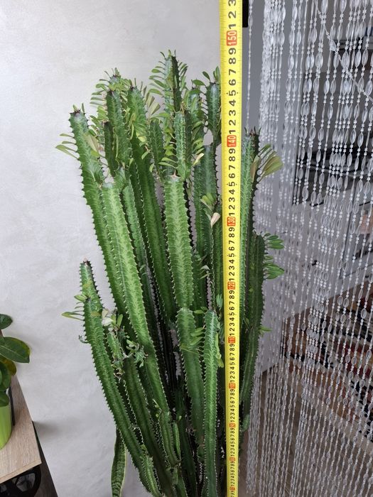 Вазон, висота 1.5 м.