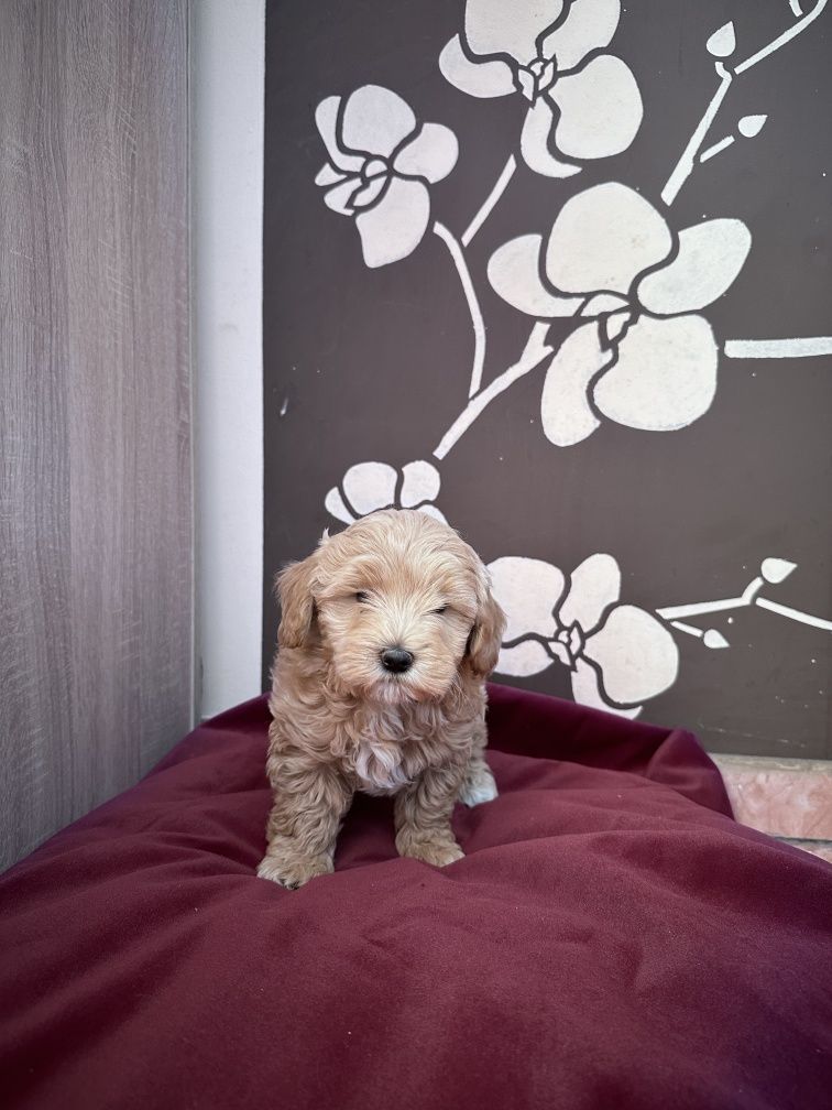 Szczeniak maltipoo rodowodowy