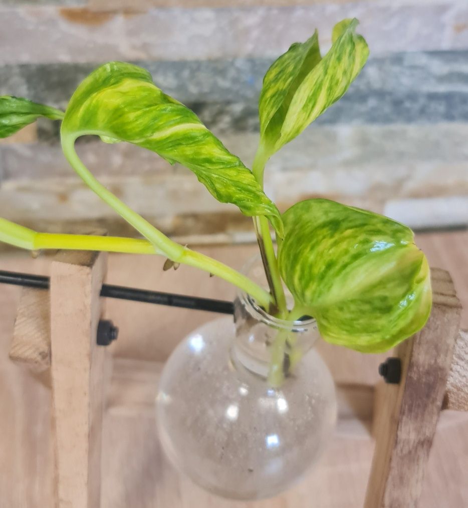 Epipremnum Godzilla variegata,duży szczyt