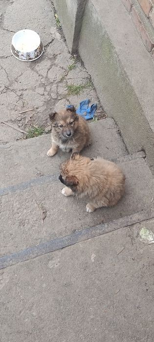 Цуценята роздаємо