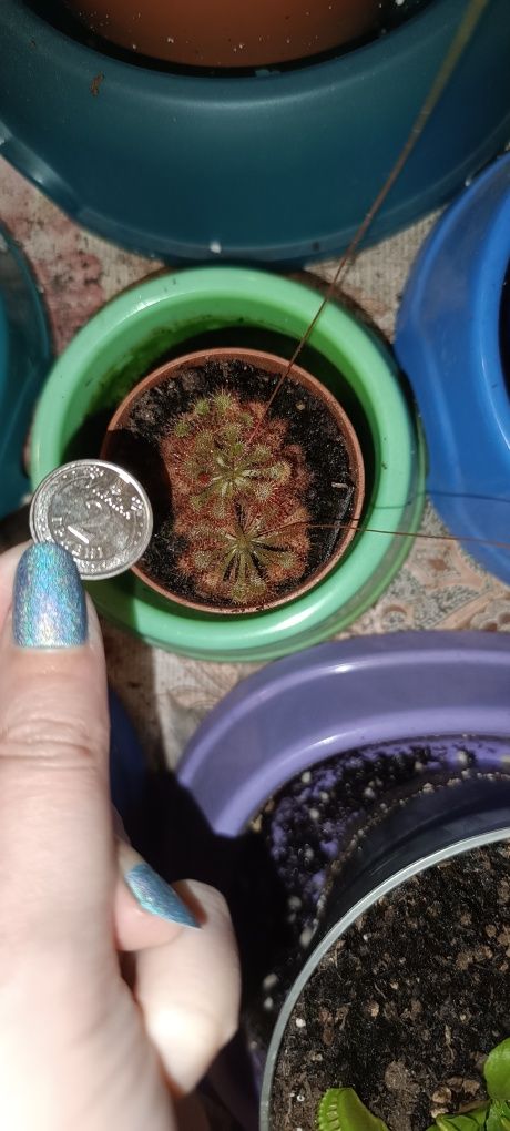 Росянка Drosera spatulata