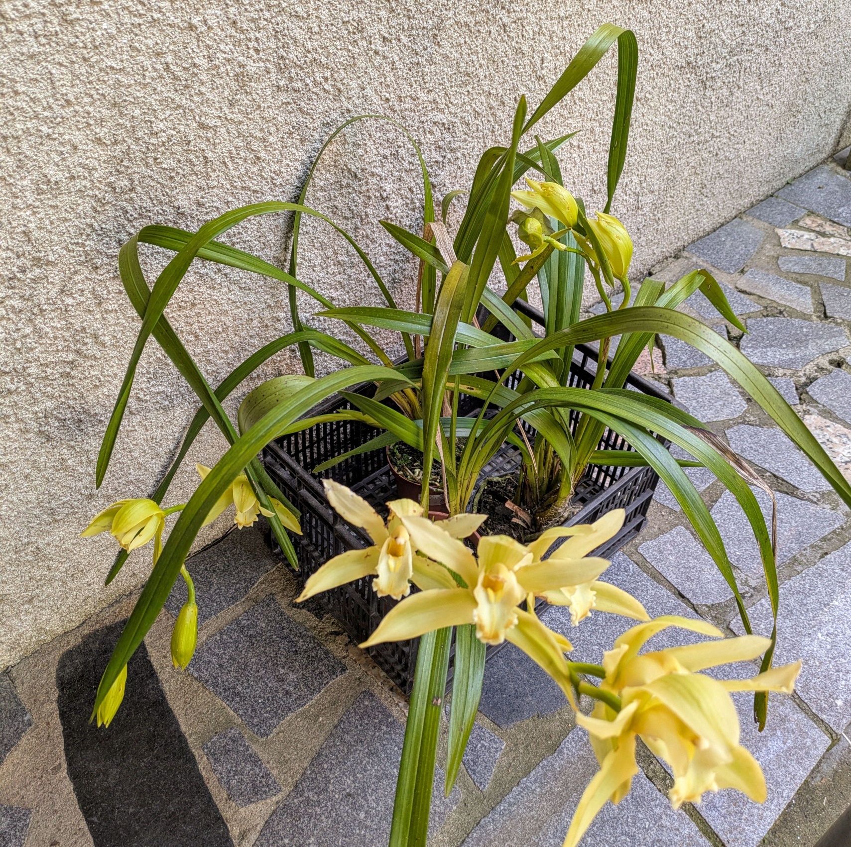 Orquídea de exterior