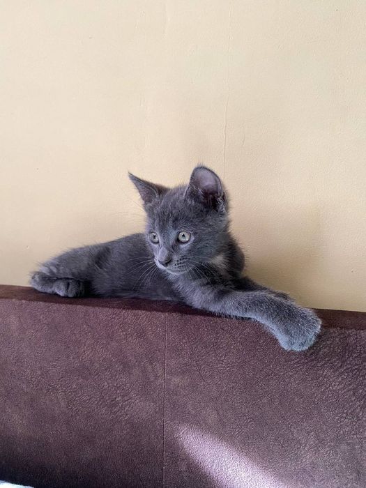 Котенок (котик) бесплатно в добрые руки