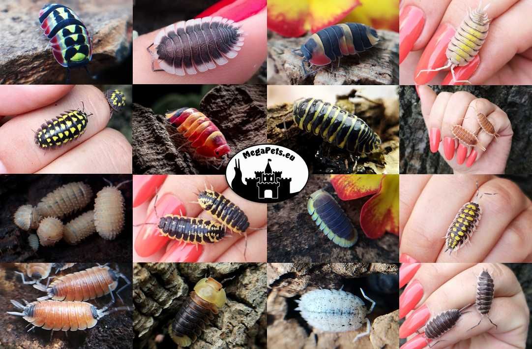 Porcellio hoffmannseggi Orange Prosionki Kulanki Skoczogonki Ślimaki