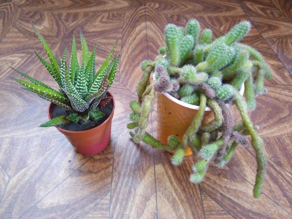 Сукуленти, вирощені в домашніх умовах