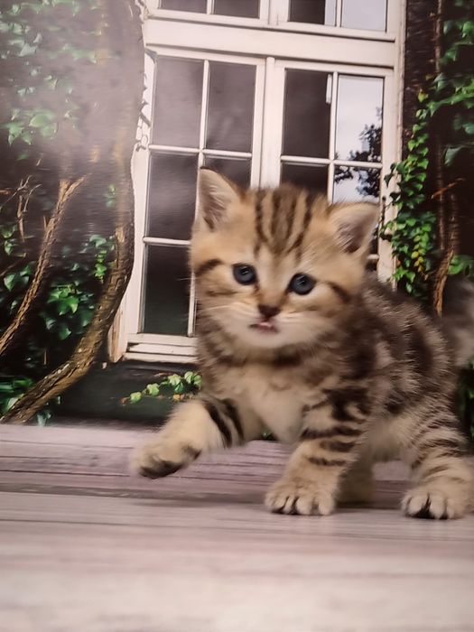 Мармуровий котик. Шотландський кіт