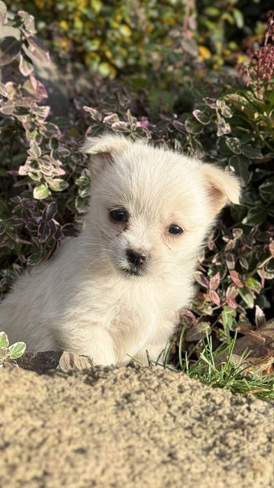 Собачки дворові ~виростуть маленькі 15 см