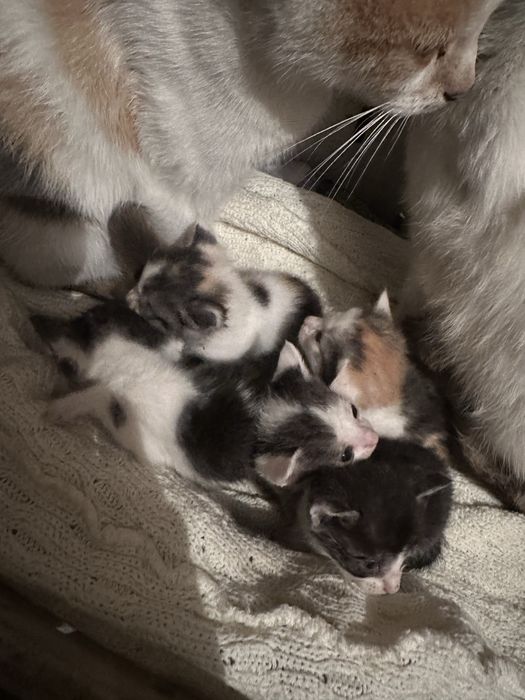 Котики в добрі руки
