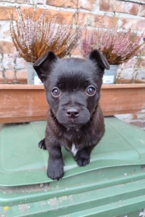 Szczeniaczki cudaczki.