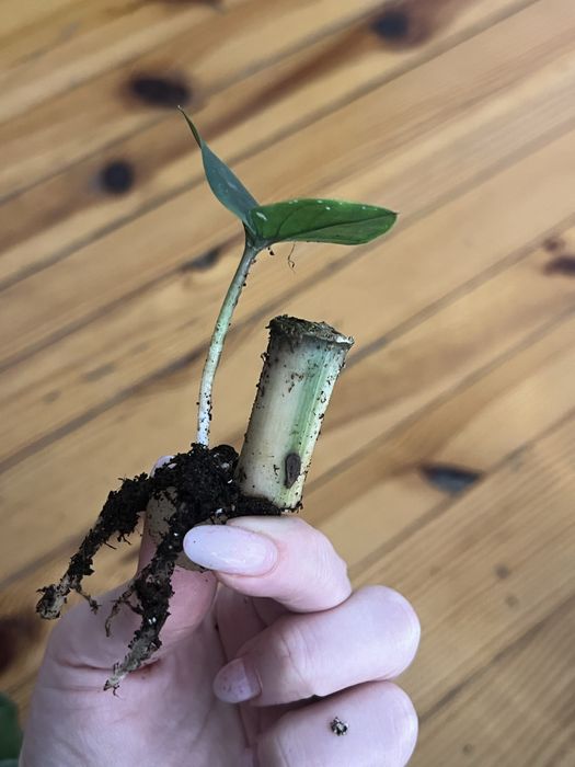 Zamiokulkas variegata ukorzeniona sadoznka