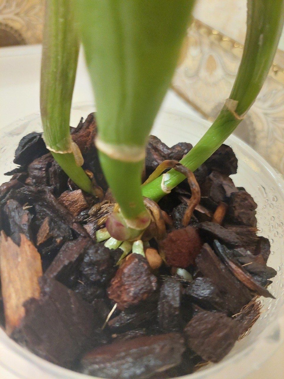 Орхідея, катлея BLC