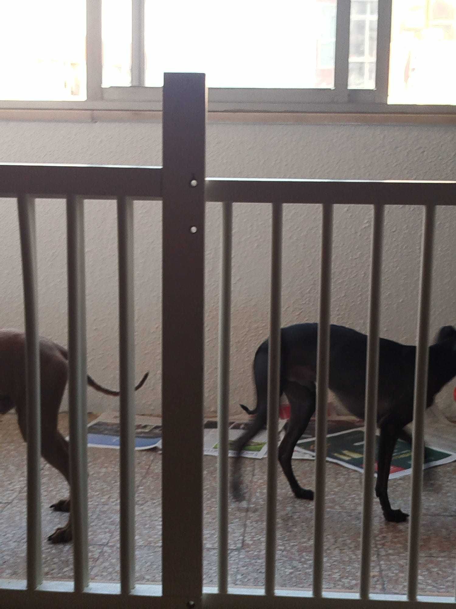 Doação de Galgos .apenas juntos 01 preto 4 anos e 01 Caramelo 02 anos