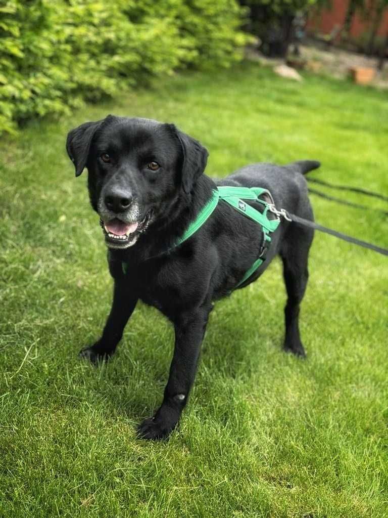 Adoptuj  pieska w typie labradora i  podaruj dom