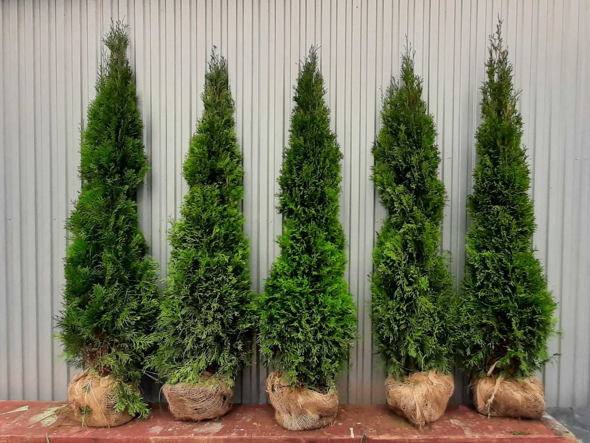 Thuja Smaragd 160,180,200,220cm! Dowóz! Tuja Szmaragd! Sadzimy! Tuje!