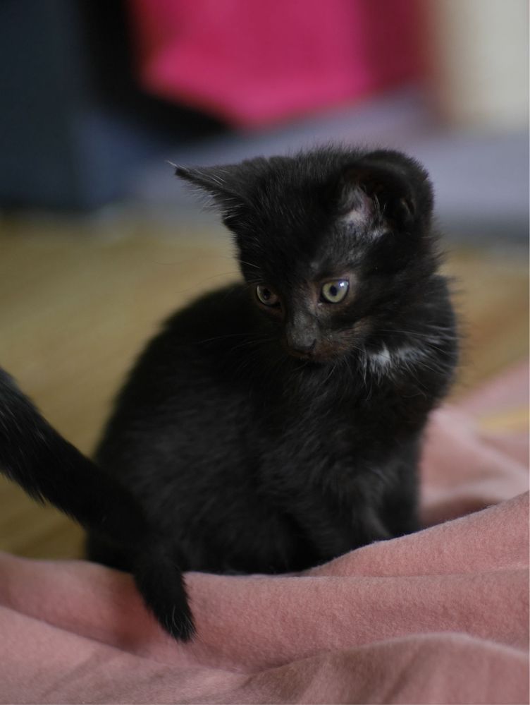 Małe cudo do adopcji