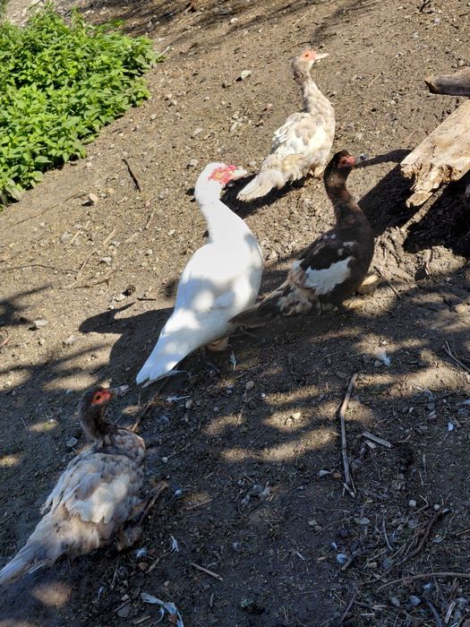 Sprzedam kaczki francuskie