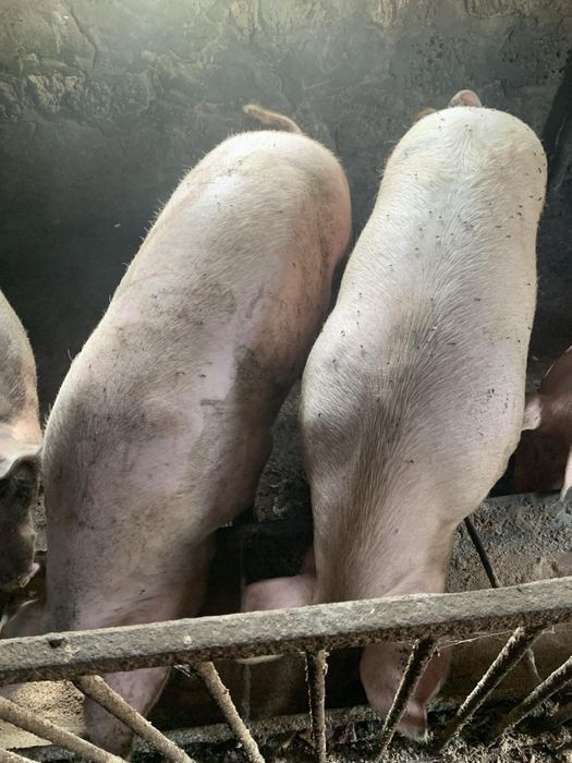 Продам свиней беконноі породи живою вагою, ціна за кг