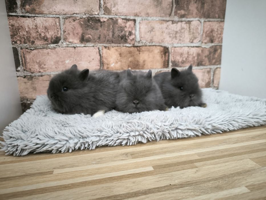 Króliczki karzełki mini puszyste króliki