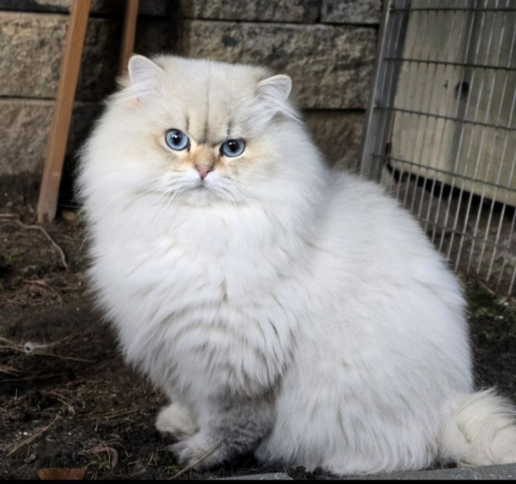 BLACK FRIDAY  30% Młody kocurek brytyjski dlugowlosy